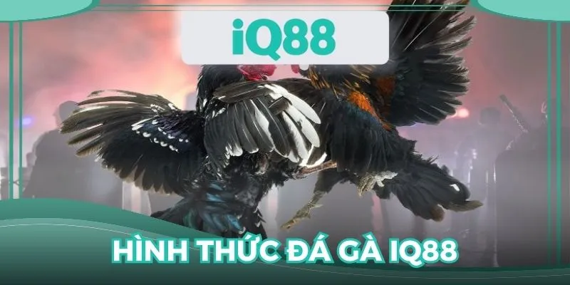 Giới thiệu hình thức tranh tài trong đá kê trực tuyến