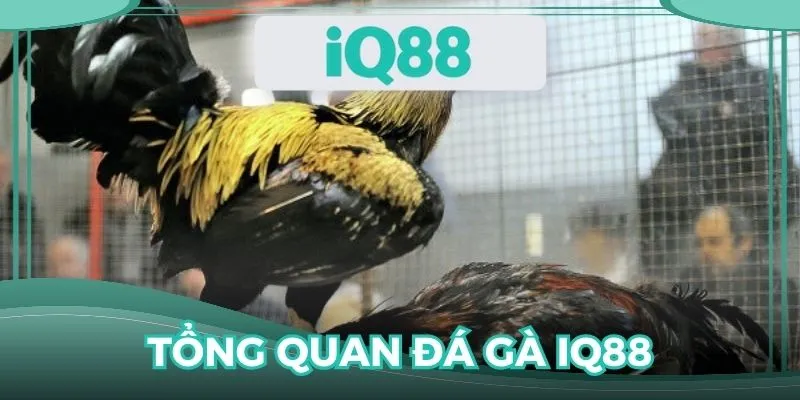 Tổng quan về chuyên mục đá gà IQ88 đình đám